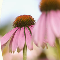 Healing Flower